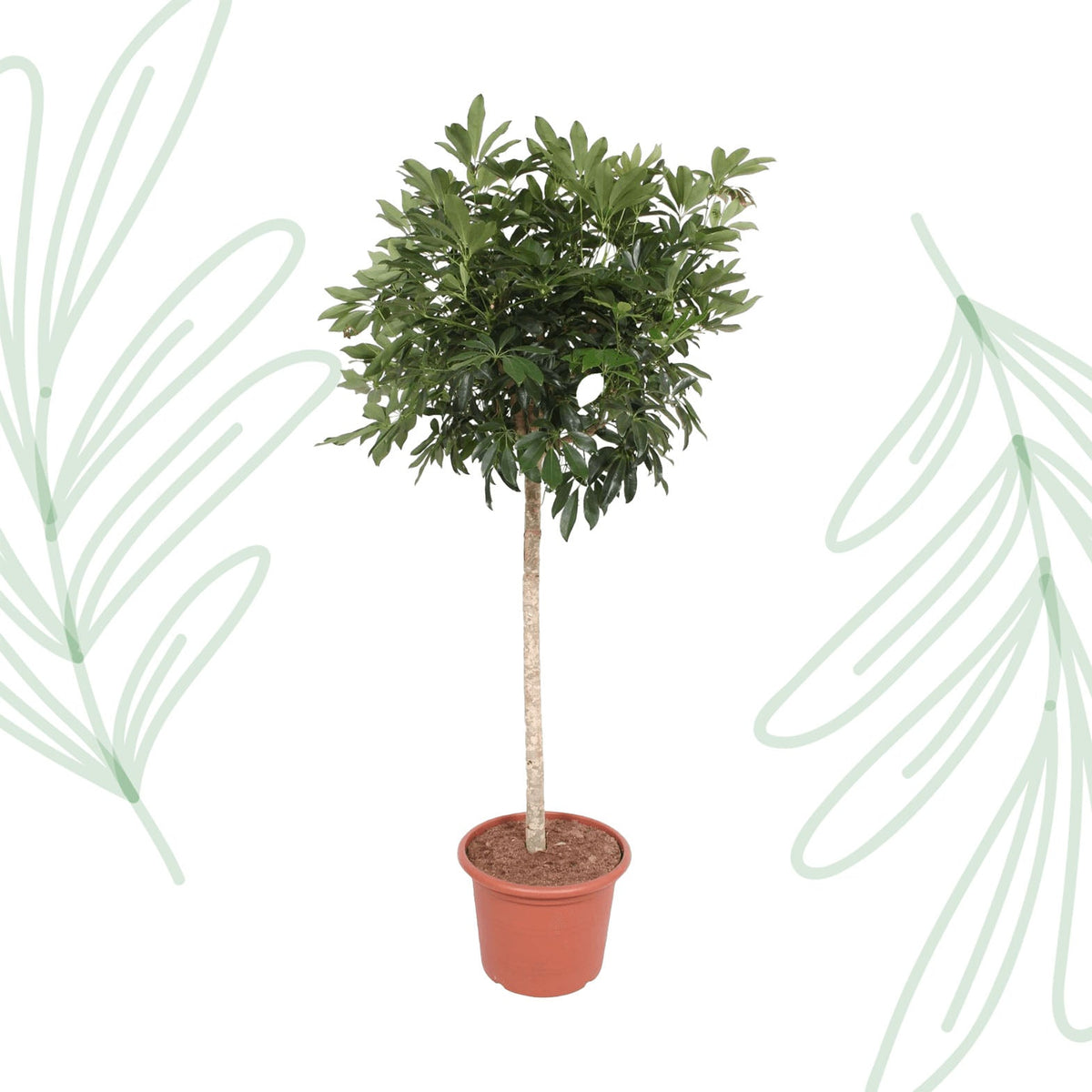 Schefflera Arboricola Compacta boom - 190 cm - Forestbloom