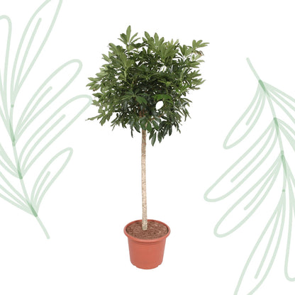 Schefflera Arboricola Compacta boom - 190 cm - Forestbloom