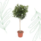 Schefflera Arboricola Compacta boom - 190 cm - Forestbloom