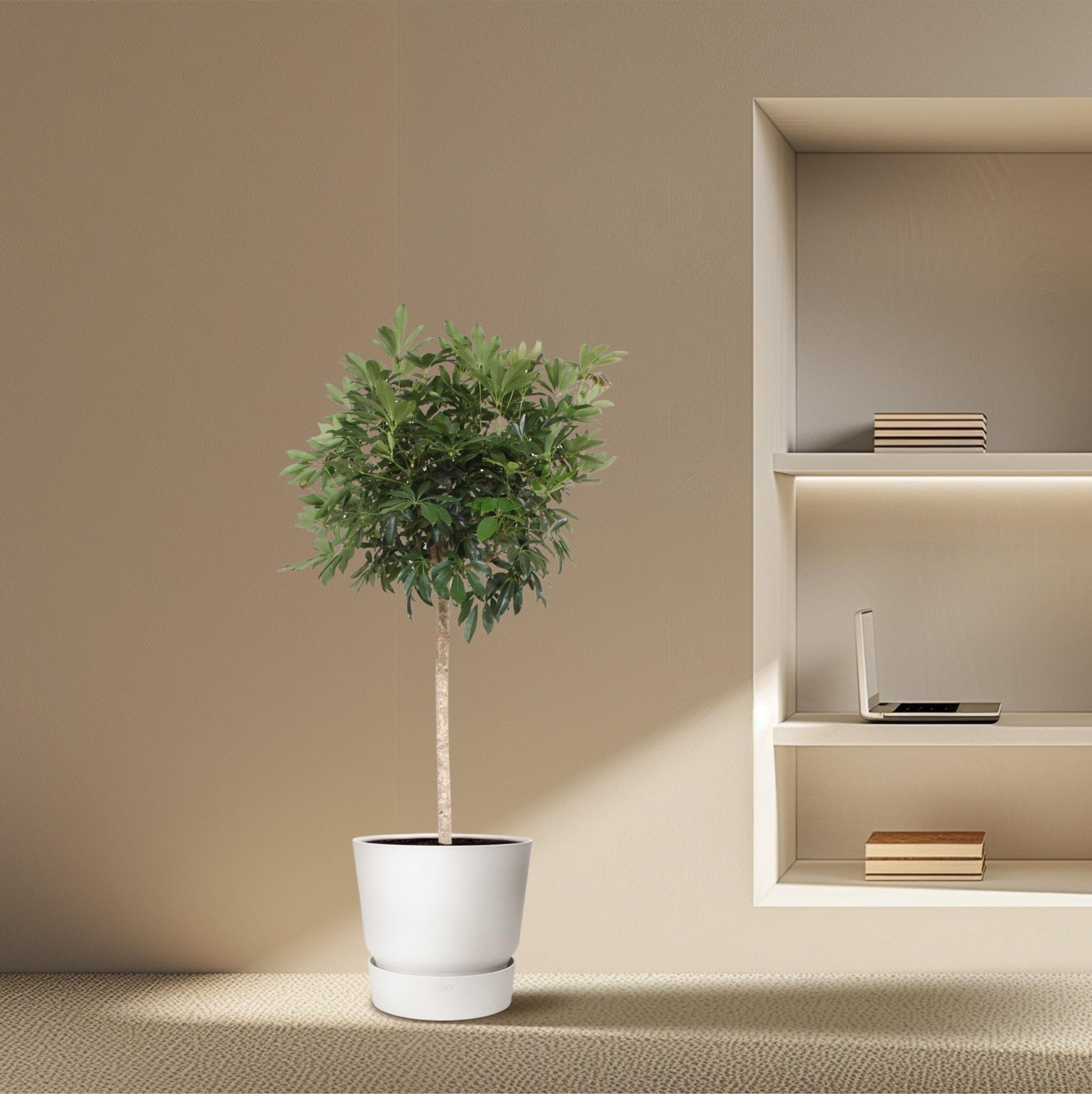Schefflera Arboricola Compacta boom - 190 cm - Forestbloom