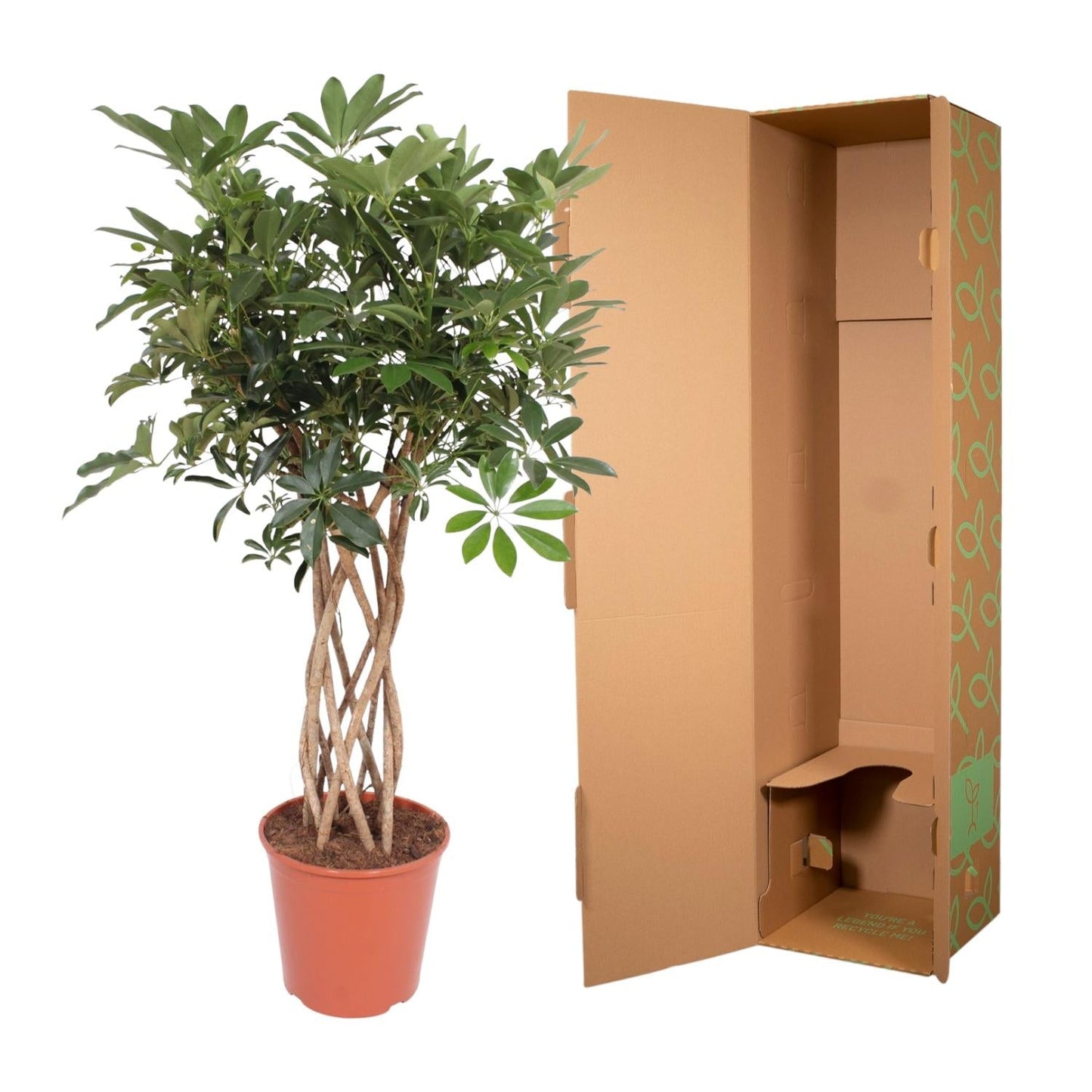 Schefflera Arboricola Compacta gevlochten stam - 130 cm - Forestbloom