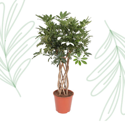 Schefflera Arboricola Compacta gevlochten stam - 130 cm - Forestbloom