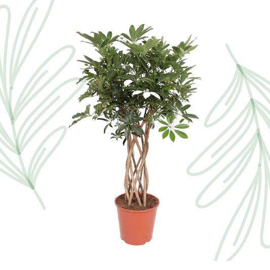Schefflera Arboricola Compacta gevlochten stam - 130 cm - Forestbloom