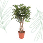 Schefflera Arboricola Compacta gevlochten stam - 130 cm - Forestbloom