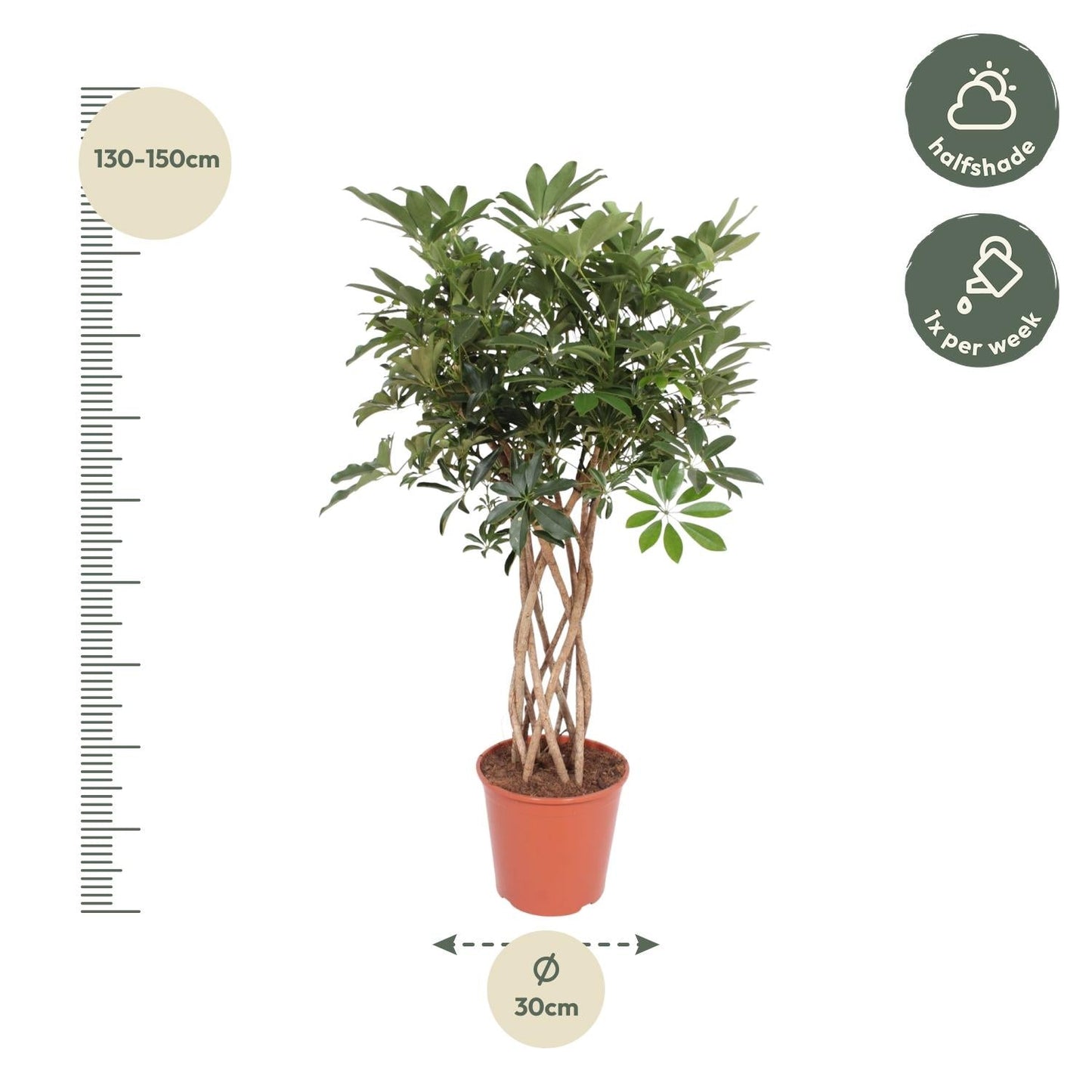 Schefflera Arboricola Compacta gevlochten stam - 130 cm - Forestbloom
