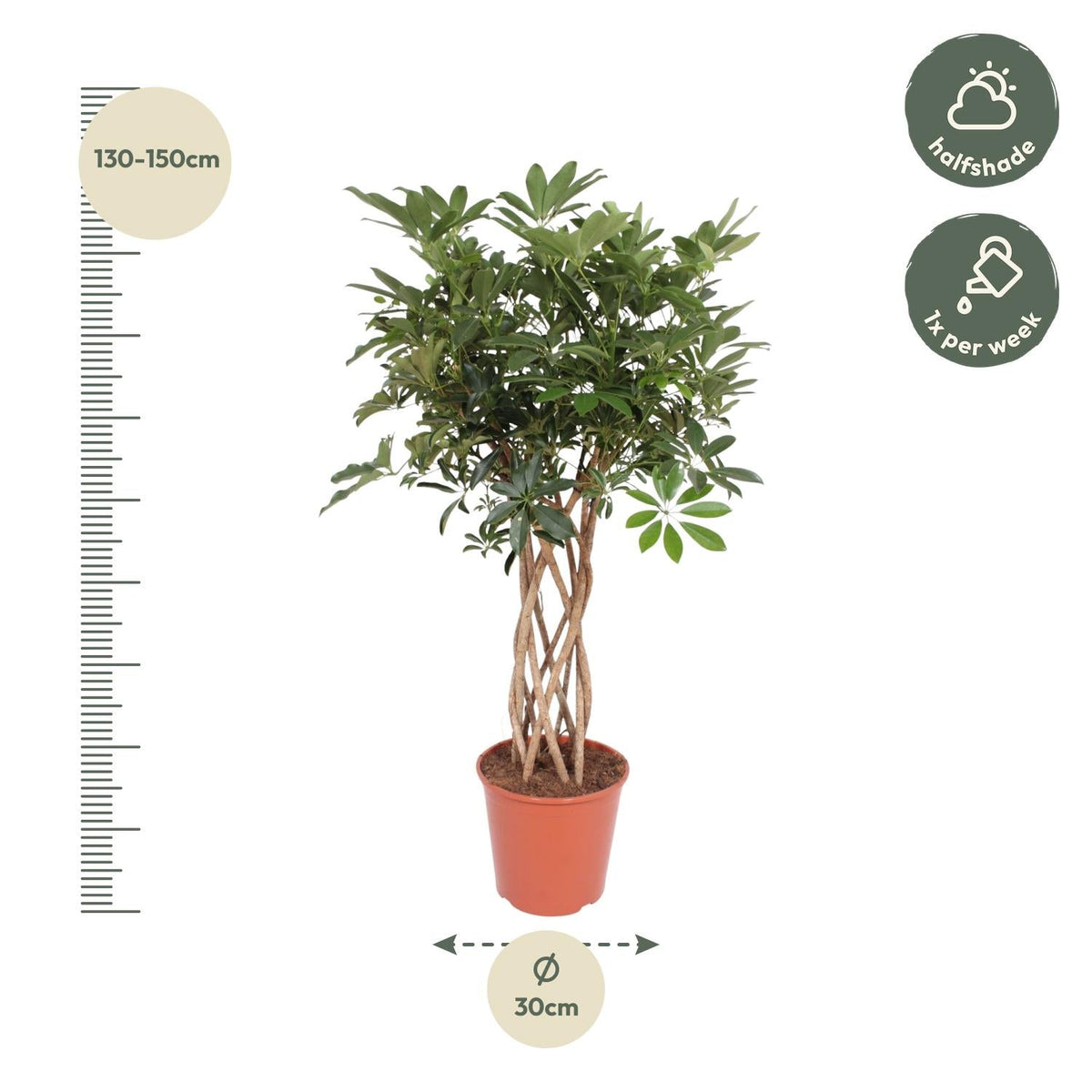 Schefflera Arboricola Compacta gevlochten stam - 130 cm - Forestbloom