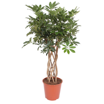 Schefflera Arboricola Compacta gevlochten stam - 130 cm - Forestbloom