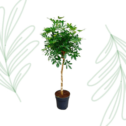 Schefflera op stam - 170 cm - Forestbloom