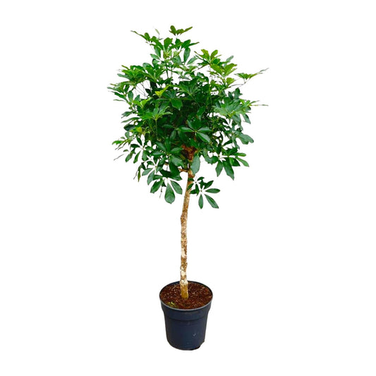 Schefflera op stam - 170 cm - Forestbloom