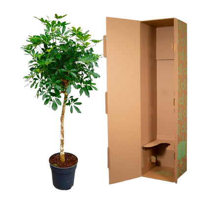 Schefflera op stam - 170 cm - Forestbloom