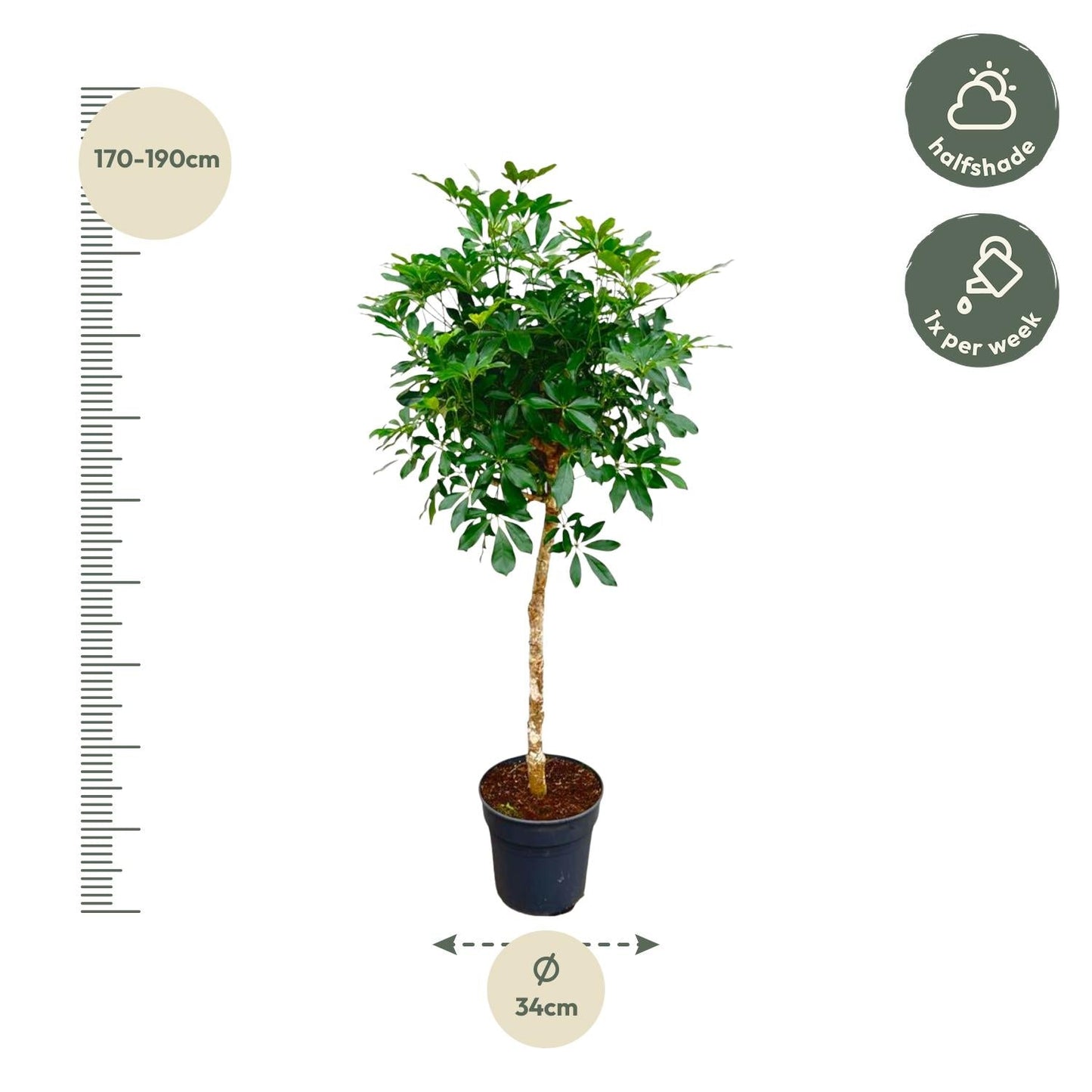 Schefflera op stam - 170 cm - Forestbloom