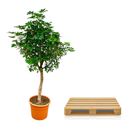 Schefflera op stam - 210 cm - Forestbloom