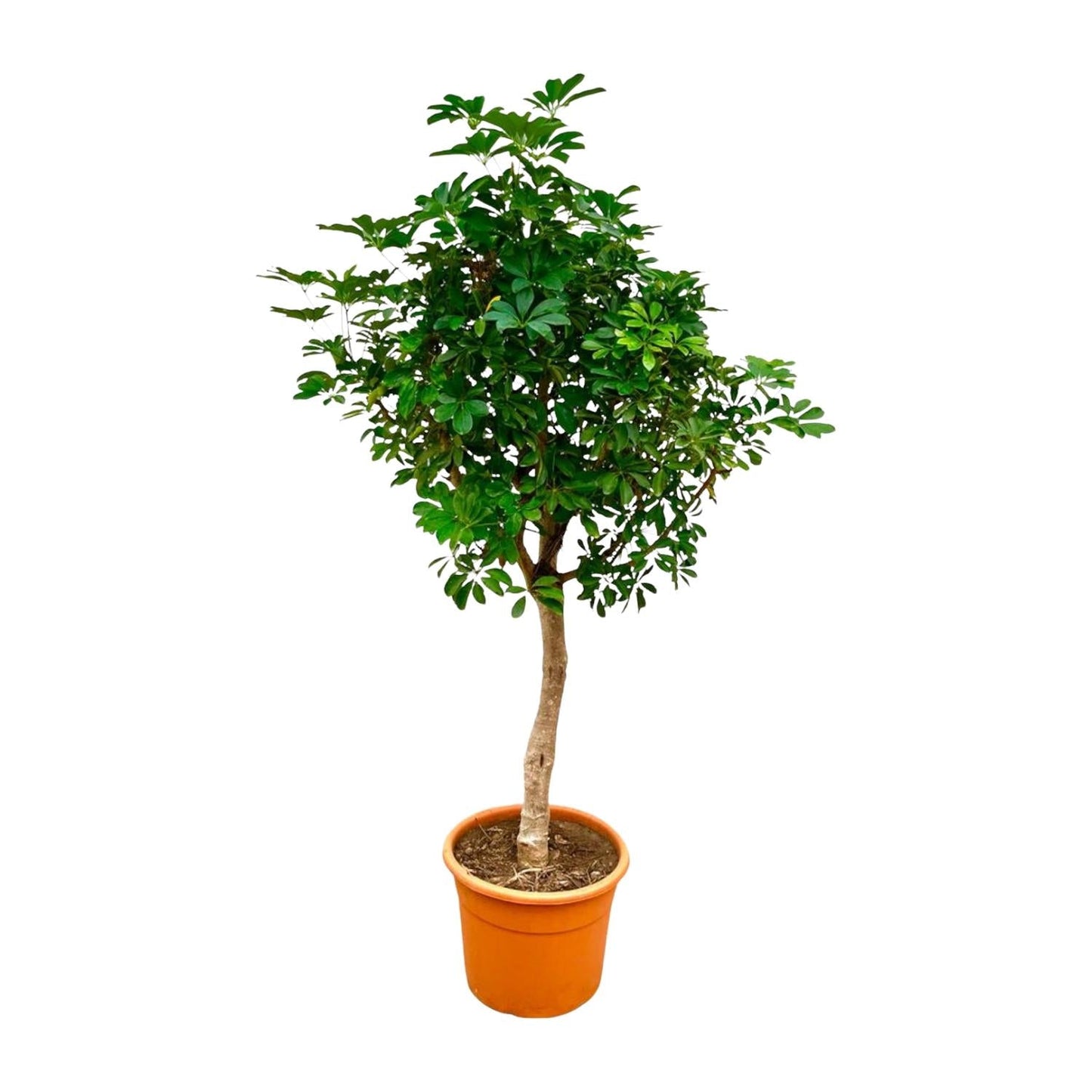 Schefflera op stam - 210 cm - Forestbloom