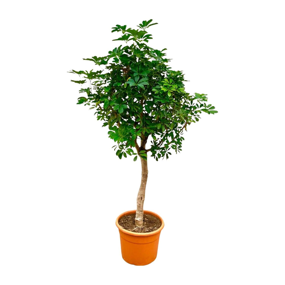 Schefflera op stam - 210 cm - Forestbloom
