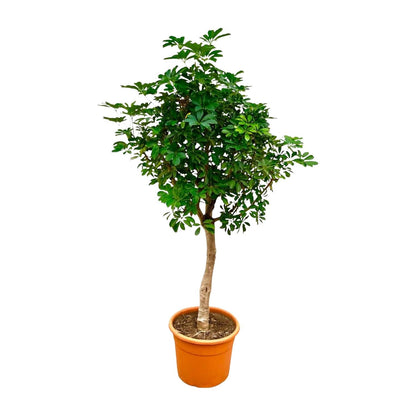 Schefflera op stam - 210 cm - Forestbloom