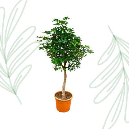 Schefflera op stam - 210 cm - Forestbloom