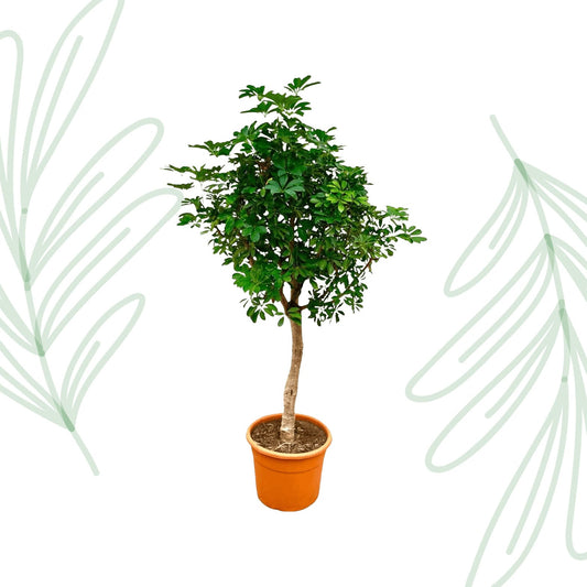 Schefflera op stam - 210 cm - Forestbloom