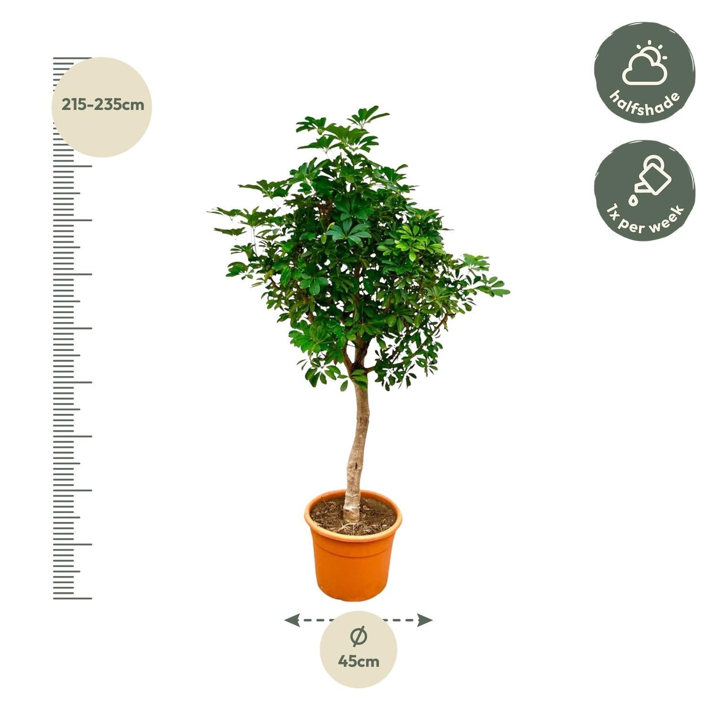Schefflera op stam - 210 cm - Forestbloom