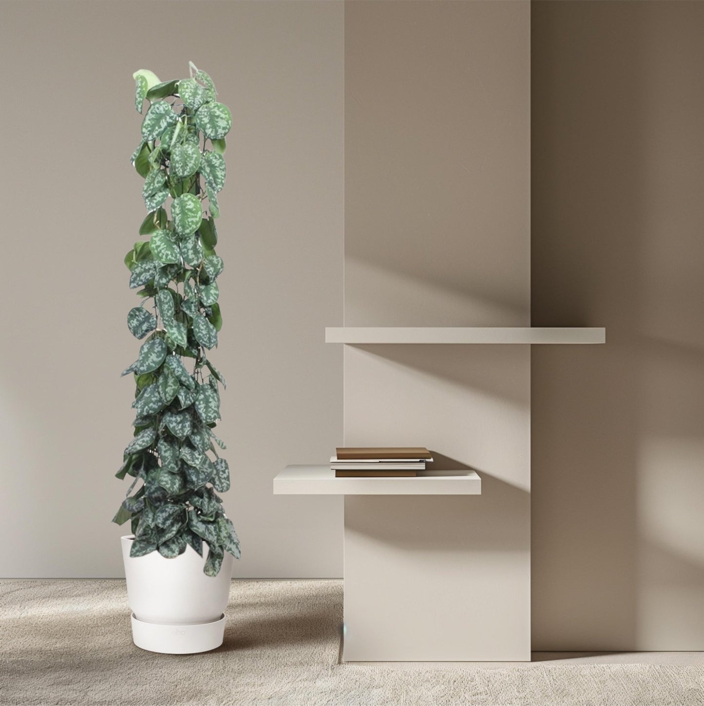 Scindapsus Pictus Trebie gaasrek - 160 cm - Forestbloom