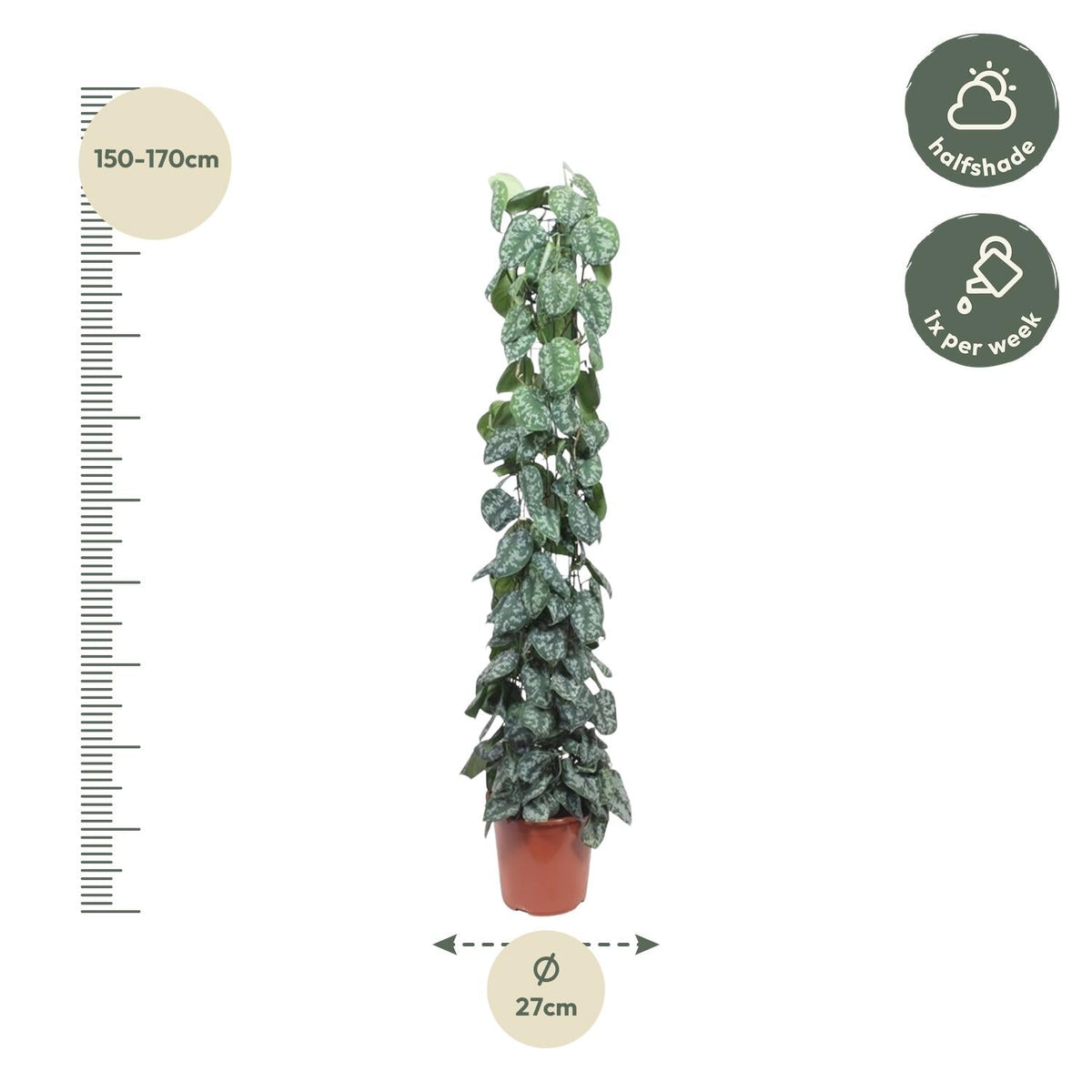 Scindapsus Pictus Trebie gaasrek - 160 cm - Forestbloom