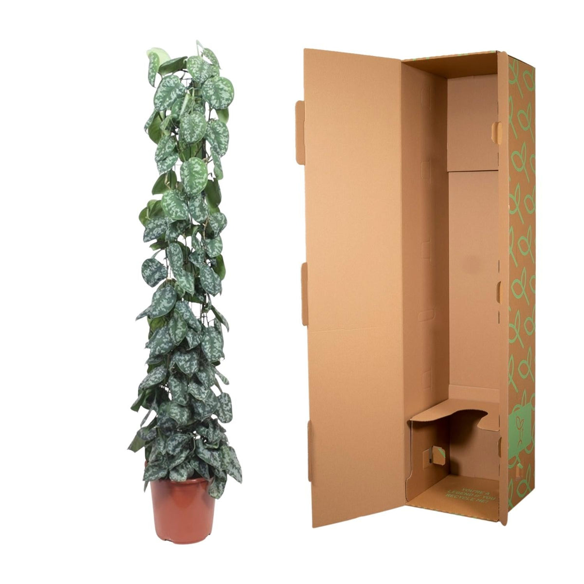 Scindapsus Pictus Trebie gaasrek - 160 cm - Forestbloom