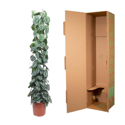 Scindapsus Pictus Trebie gaasrek - 160 cm - Forestbloom