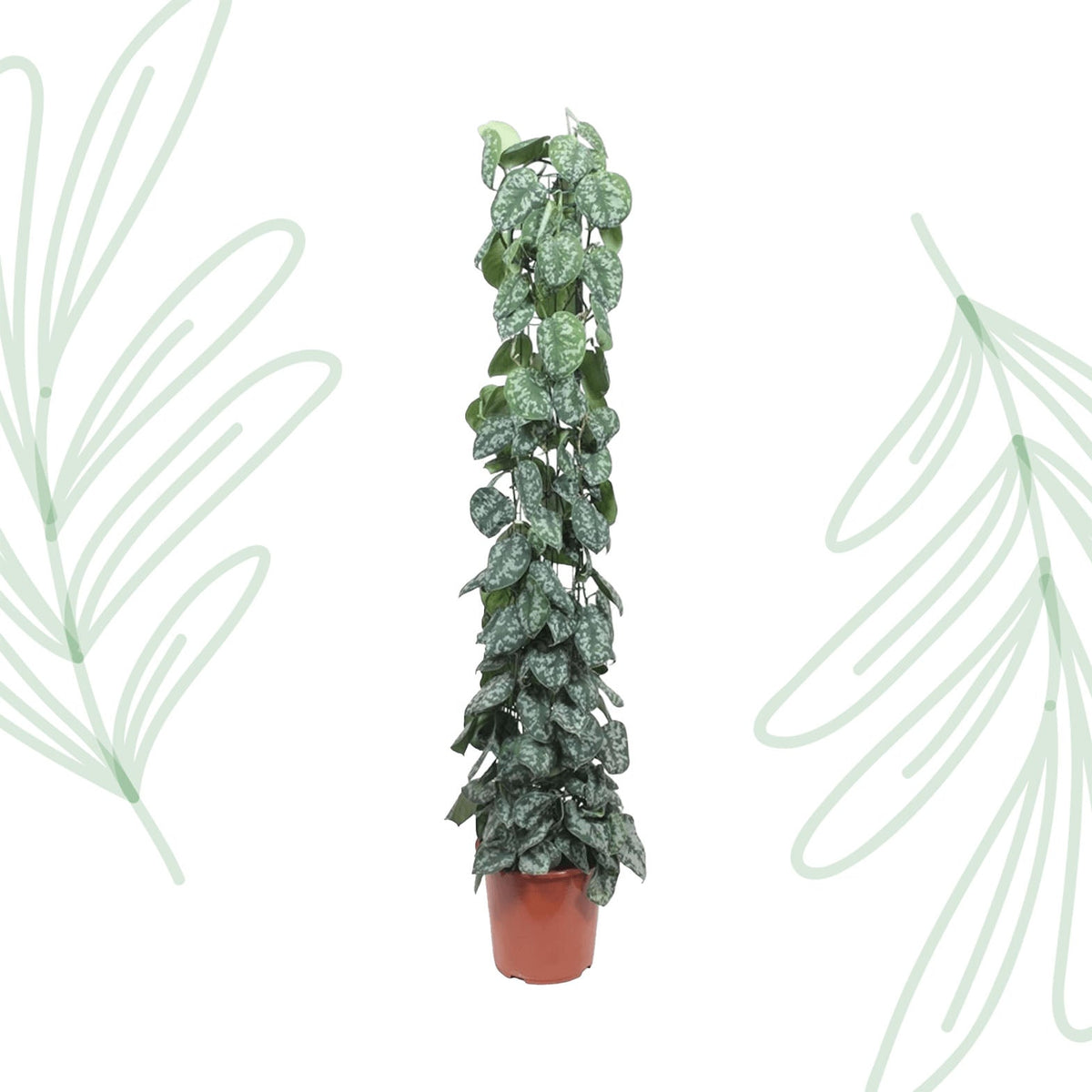 Scindapsus Pictus Trebie gaasrek - 160 cm - Forestbloom