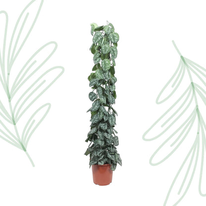 Scindapsus Pictus Trebie gaasrek - 160 cm - Forestbloom