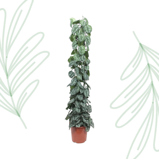 Scindapsus Pictus Trebie gaasrek - 160 cm - Forestbloom