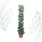Scindapsus Pictus Trebie gaasrek - 160 cm - Forestbloom