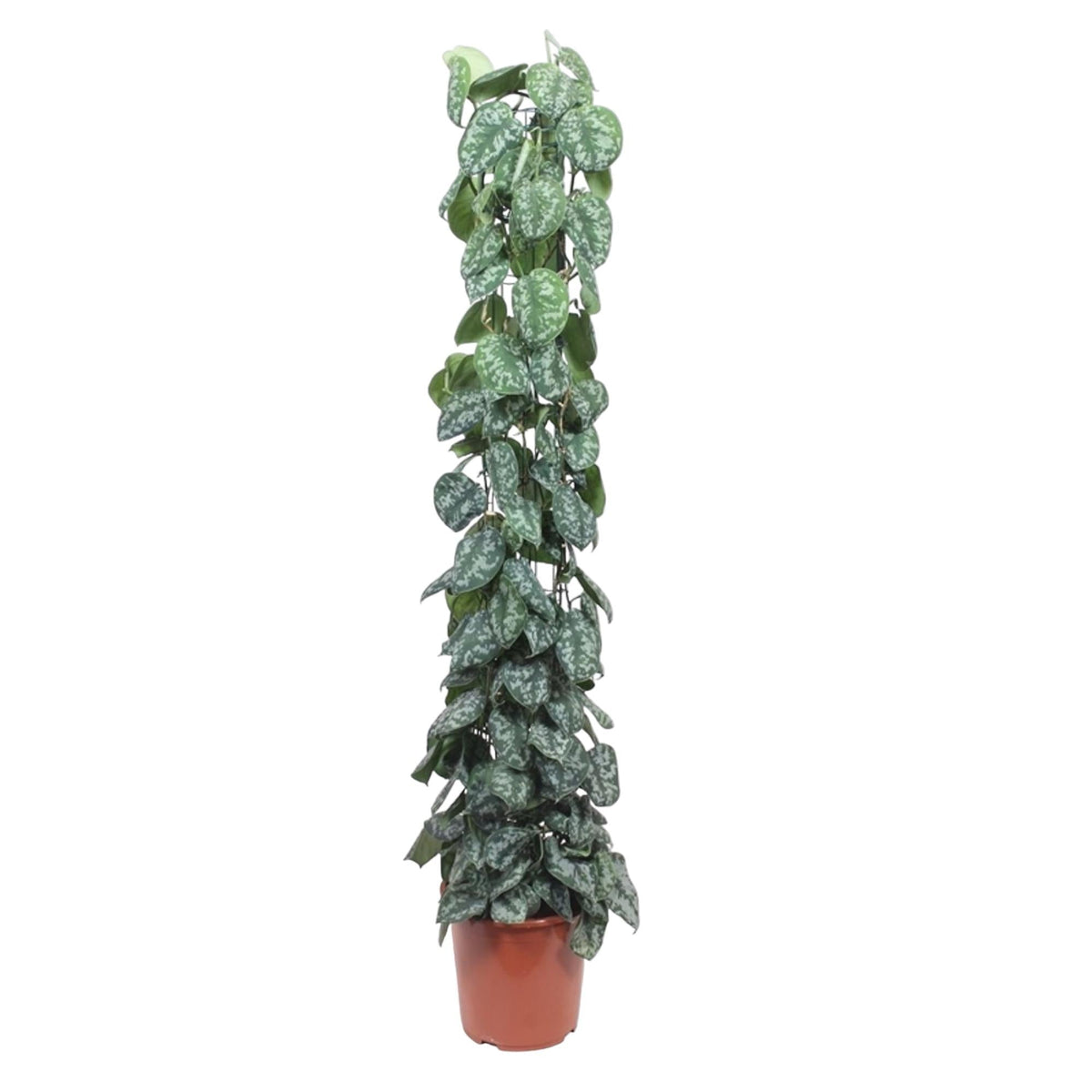 Scindapsus Pictus Trebie gaasrek - 160 cm - Forestbloom