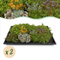 Sedum mat - Bestaat uit 10 soorten - 2 Matten - Winterhard - Forestbloom