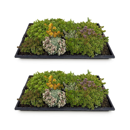 Sedum mat - Bestaat uit 10 soorten - 2 Matten - Winterhard - Forestbloom
