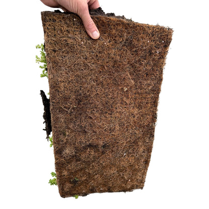 Sedum mat - Bestaat uit 10 soorten - 2 Matten - Winterhard - Forestbloom