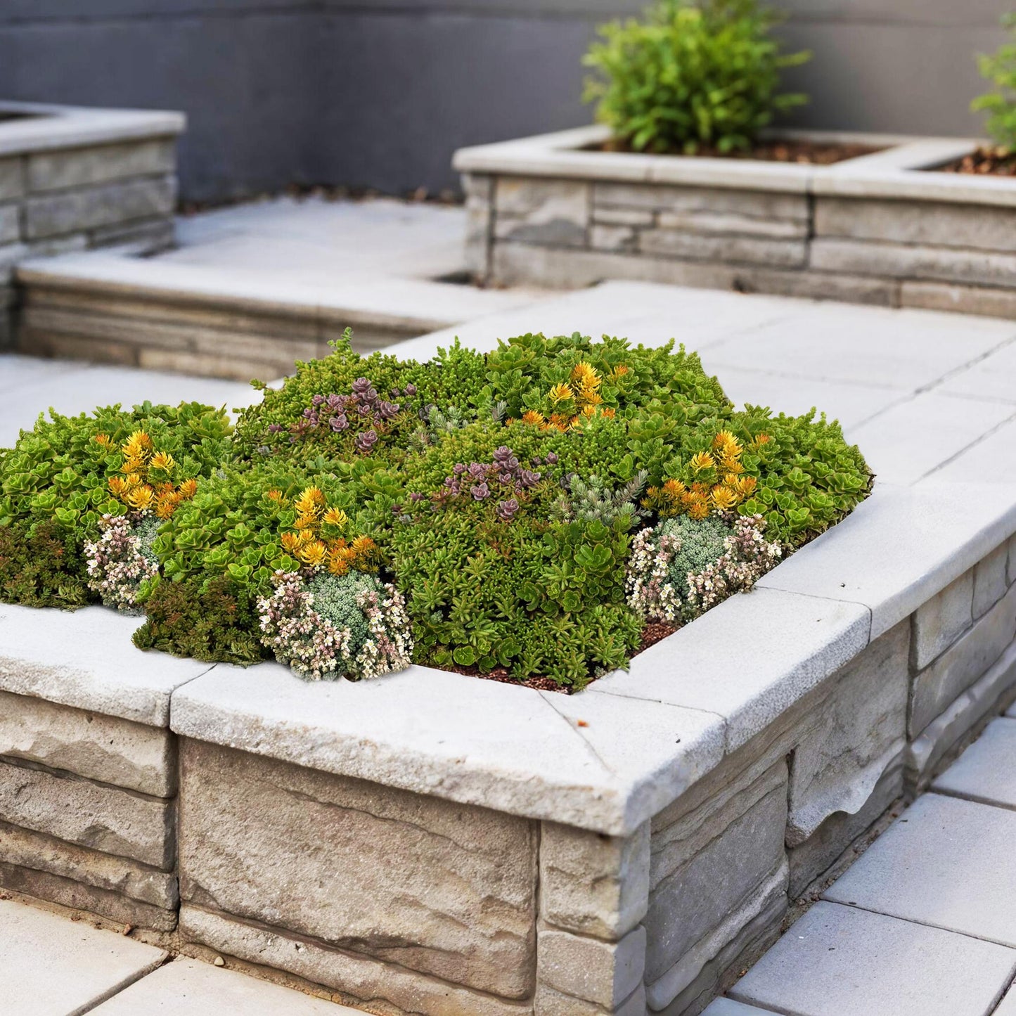 Sedum mat - Bestaat uit 10 soorten - 2 Matten - Winterhard - Forestbloom