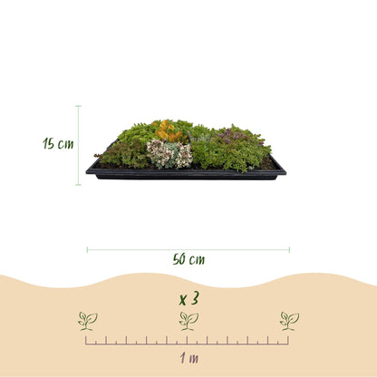 Sedum mat - Bestaat uit 10 soorten - 2 Matten - Winterhard - Forestbloom
