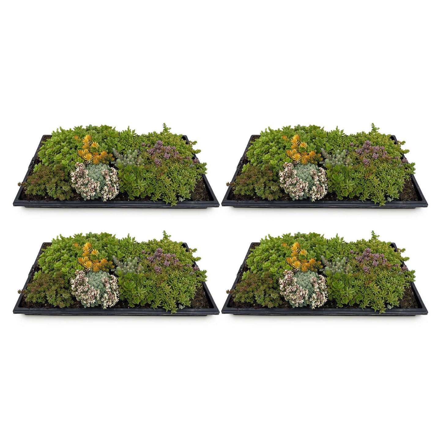 Sedum mat - Bestaat uit 10 soorten - 4 Matten - Winterhard - Forestbloom