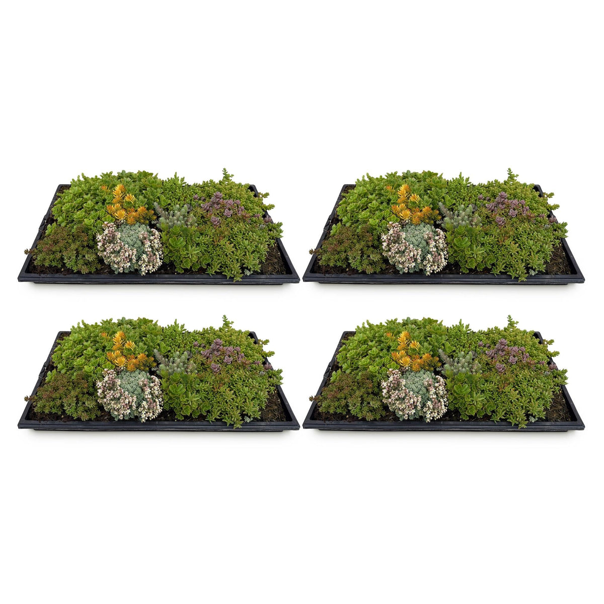 Sedum mat - Bestaat uit 10 soorten - 4 Matten - Winterhard - Forestbloom