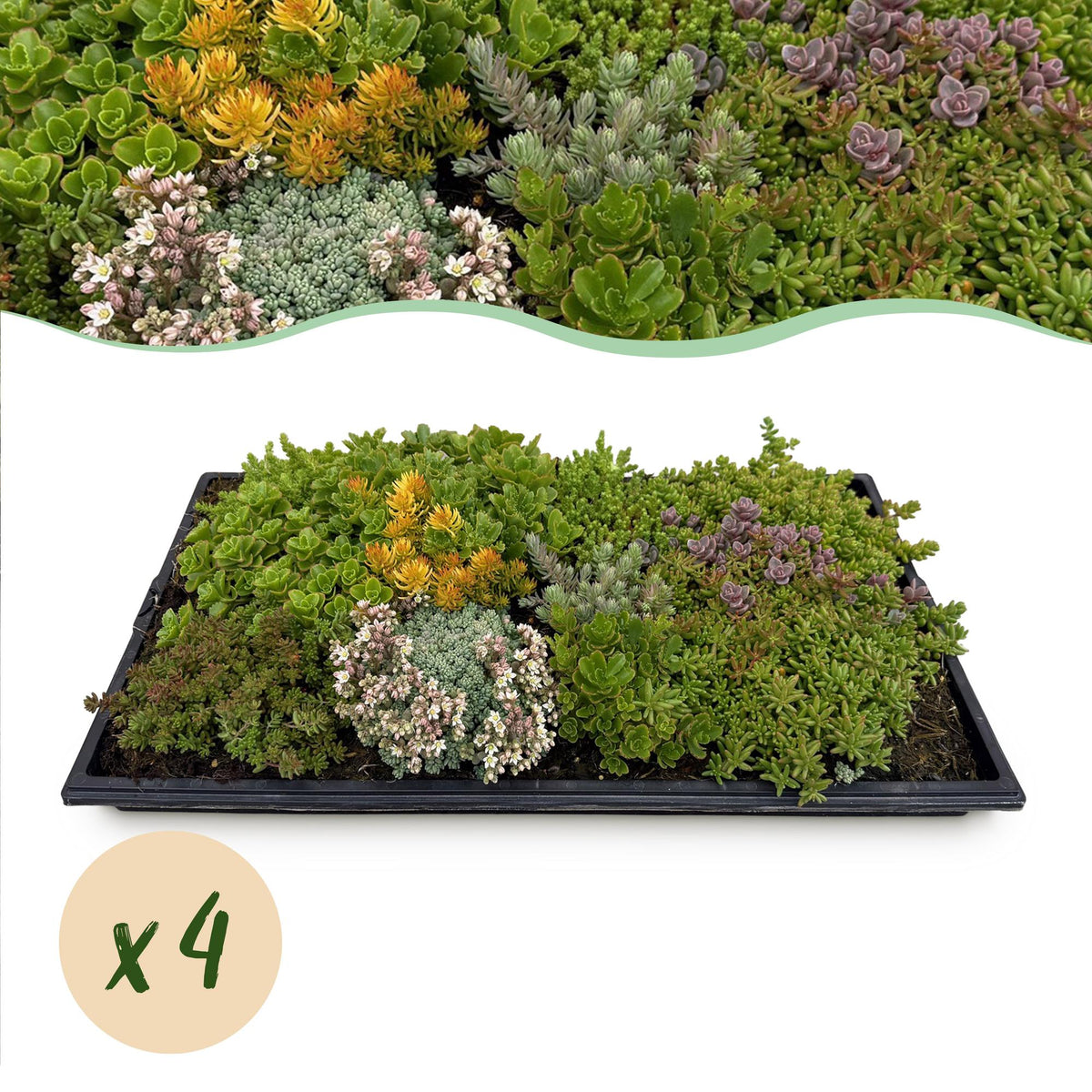 Sedum mat - Bestaat uit 10 soorten - 4 Matten - Winterhard - Forestbloom
