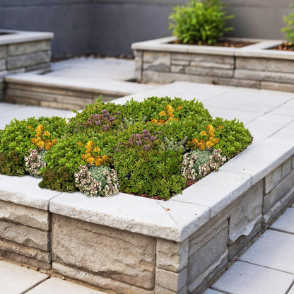 Sedum mat - Bestaat uit 10 soorten - 4 Matten - Winterhard - Forestbloom