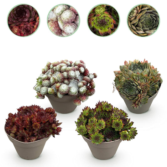 Sempervivum Big Sam - 4 Planten - Diversen kleuren - Winterhard - Forestbloom