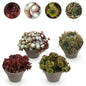 Sempervivum Big Sam - 4 Planten - Diversen kleuren - Winterhard - Forestbloom