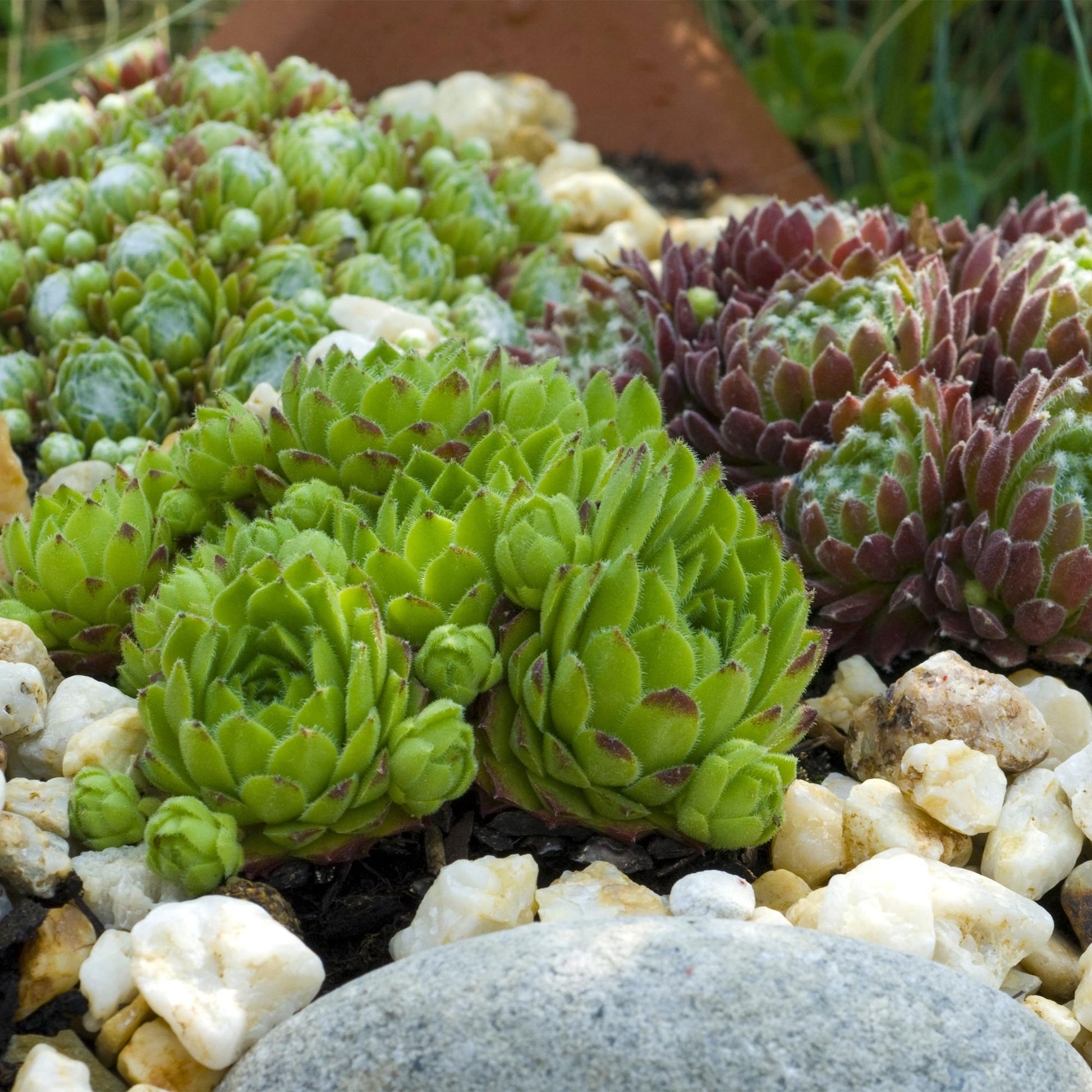 Sempervivum Big Sam - 4 Planten - Diversen kleuren - Winterhard - Forestbloom