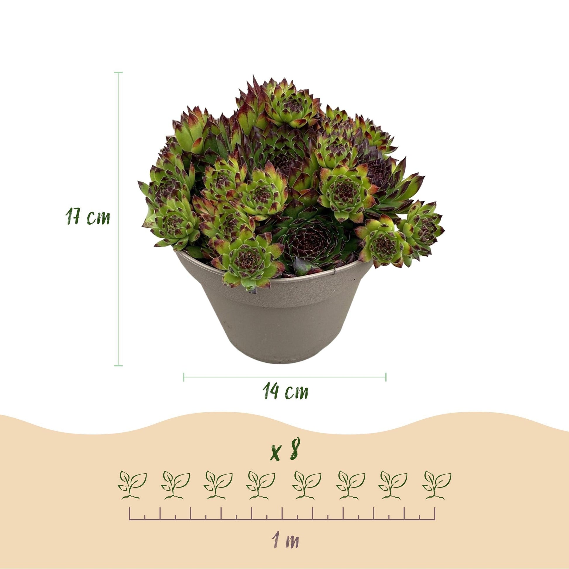 Sempervivum Big Sam - 4 Planten - Diversen kleuren - Winterhard - Forestbloom