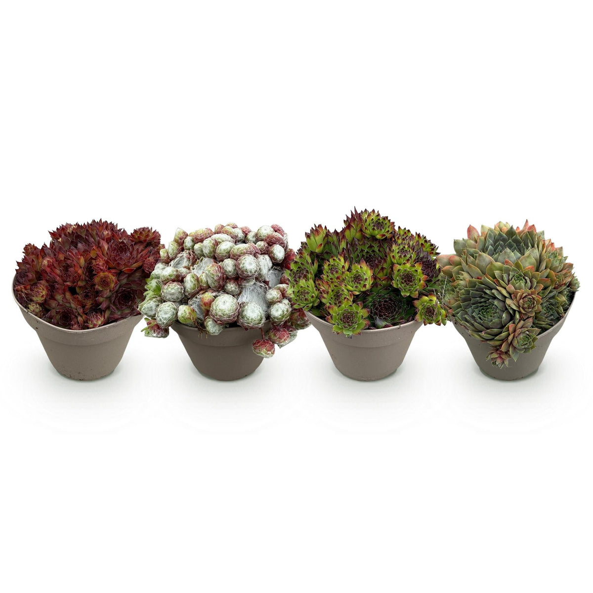 Sempervivum Big Sam - 4 Planten - Diversen kleuren - Winterhard - Forestbloom