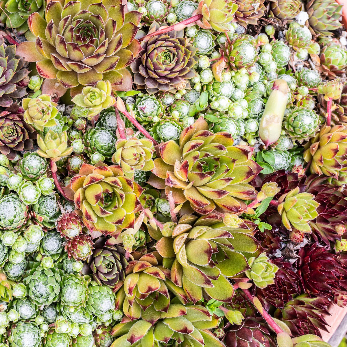 Sempervivum Big Sam - 4 Planten - Diversen kleuren - Winterhard - Forestbloom