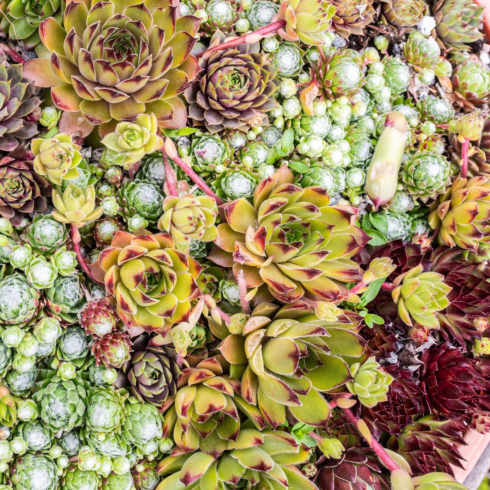 Sempervivum Big Sam - 4 Planten - Diversen kleuren - Winterhard - Forestbloom