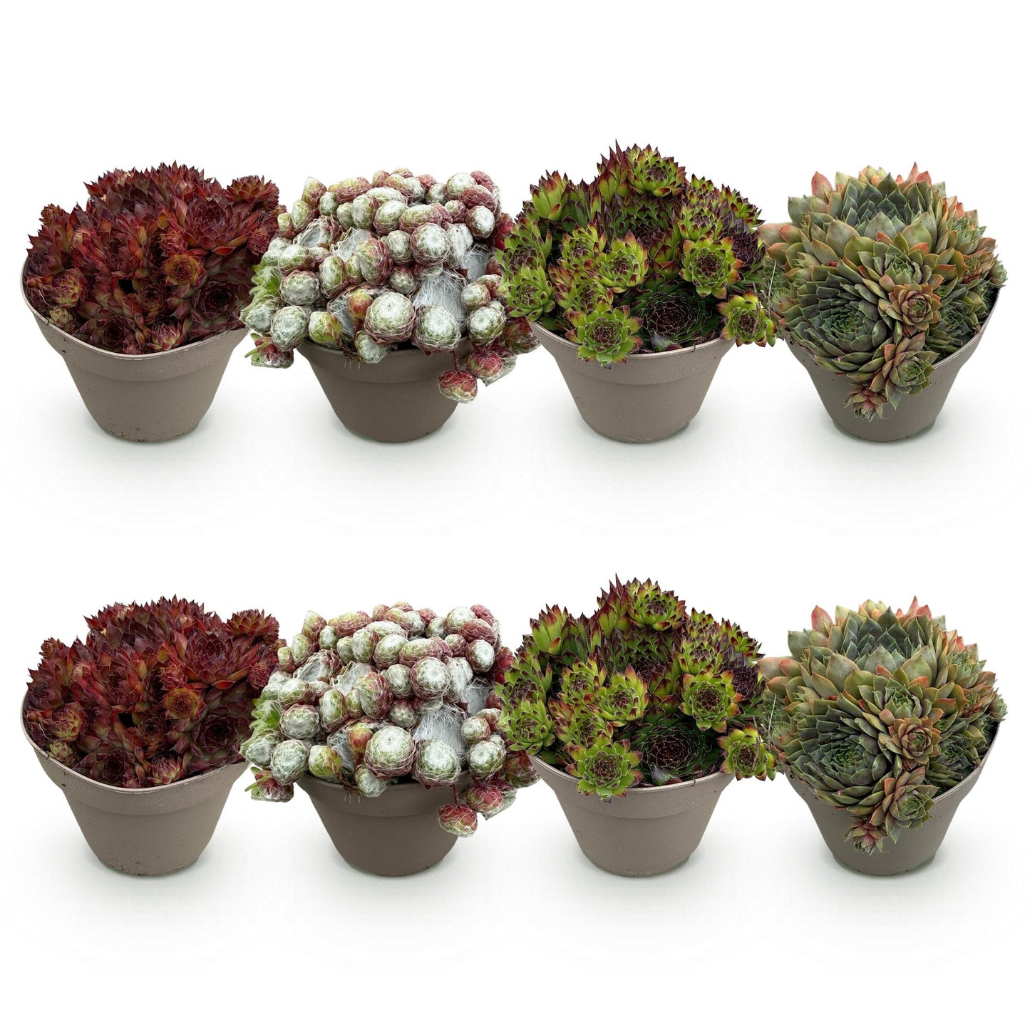 Sempervivum Big Sam - 8 Planten - Diversen kleuren - Winterhard - Forestbloom
