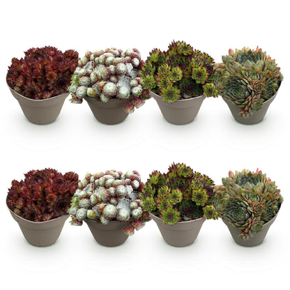 Sempervivum Big Sam - 8 Planten - Diversen kleuren - Winterhard - Forestbloom