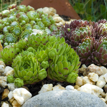Sempervivum Big Sam - 8 Planten - Diversen kleuren - Winterhard - Forestbloom